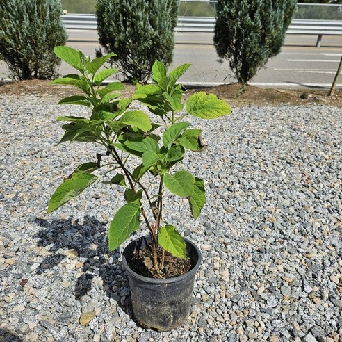 정원에 아름다움을 더하는 아나벨수국