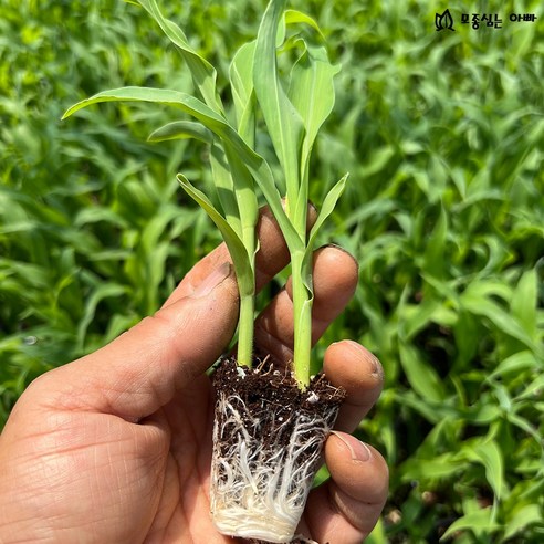 톡톡 터지는 달콤함! 초당옥수수 모종으로 텃밭 가드닝 시작하세요!