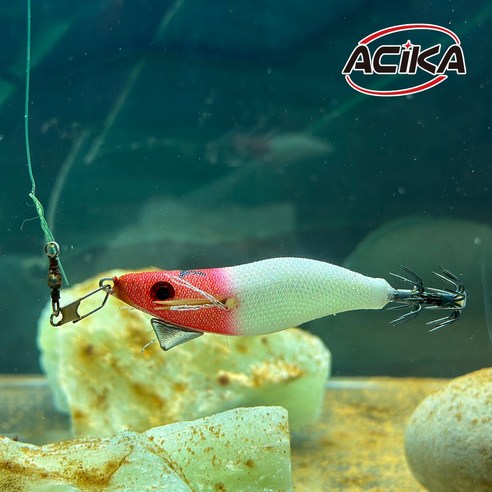 낚시 초보도 프로처럼! 아시카 스테이 미니 에기로 손쉽게 잡는 짜릿한 손맛