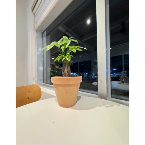 파키라: 가정의 공기 청정과 아름다움 향상을 위한 완벽한 조화