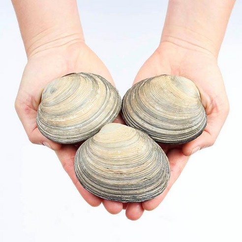 숨비해물 거제도 해녀 자연산 대합(개조개)1kg(중10~13미내외) - 기타어패류 | 쿠팡