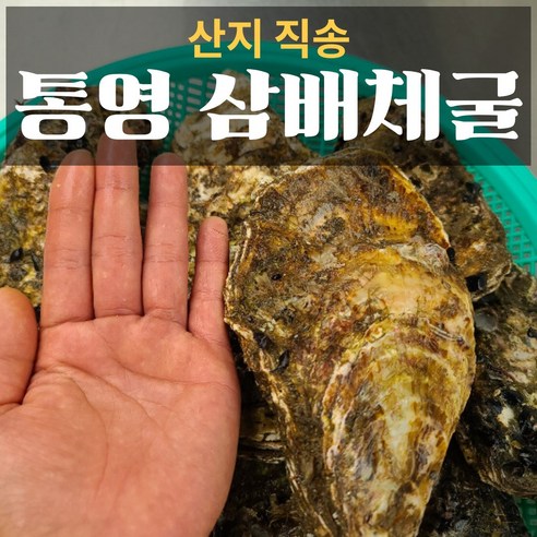 산지직송 최상급 통영굴 석화 생굴 각굴 반각굴 바위굴 석굴 깐굴 개체굴 벚굴 삼배체굴 세척 하프셀 하프쉘 굴 1kg 10kg 손질 횟감 용, 삼배체굴(벚굴) 4kg