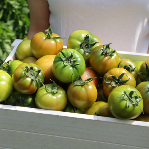 부산직송 당일수확 짭짤하게 맛있는 대저토마토 5kg 못난이, 단품