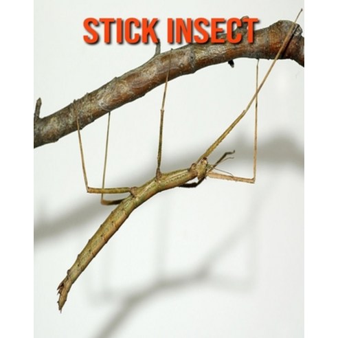 Stick Insect: Amazing Facts about Stick Insect Paperback, Independently Published, English, 9798551764939