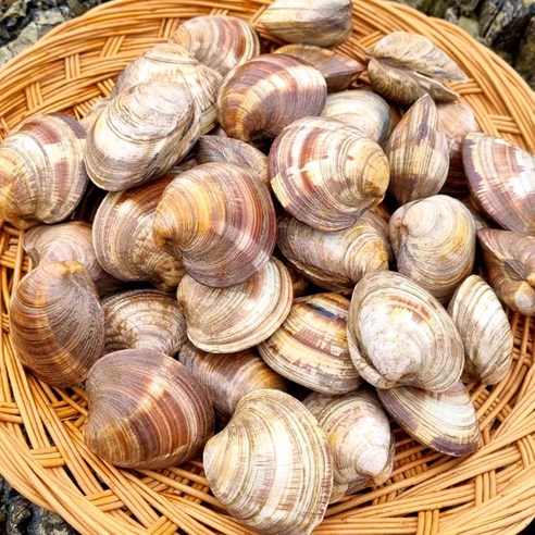 백생합 백상합 백합조개 해감완료, 1개, 대3kg