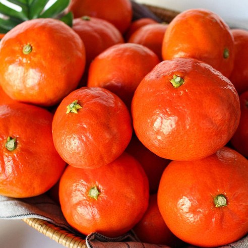 제주 프리미엄 고당도 홍매향의 매력 홍미향