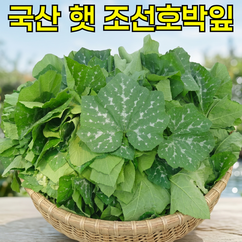 [2026첫수확] 부드러운 국산 햇 조선호박잎
