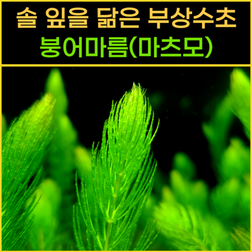 싱그러운 붕어마름으로 당신의 수조에 생명력을 불어넣으세요!