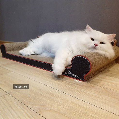 반려묘의 행복을 위한 완벽한 선택