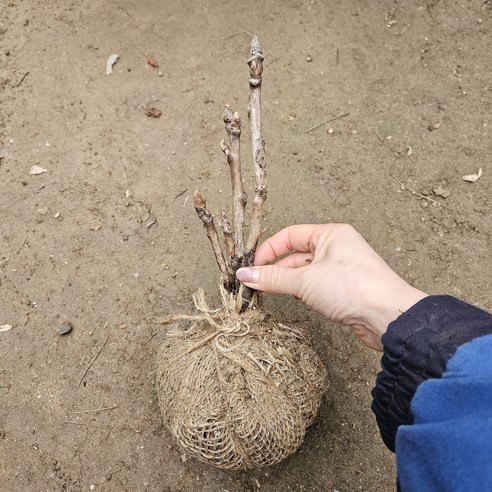 순백의 아름다움, 당신의 정원을 밝힐 국산 토종 백색 목단을 만나보세요