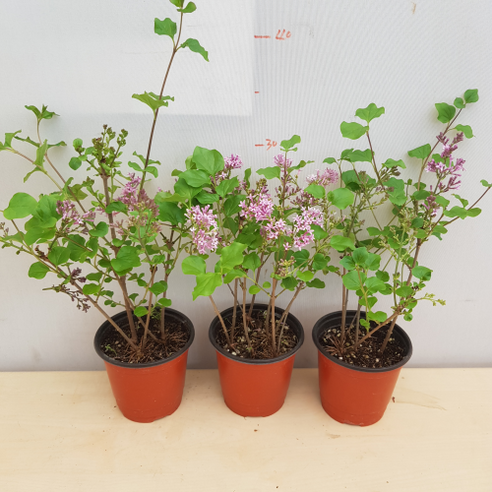 라일락 화분으로 삭막한 일상에 향긋한 변화를 선물하세요.