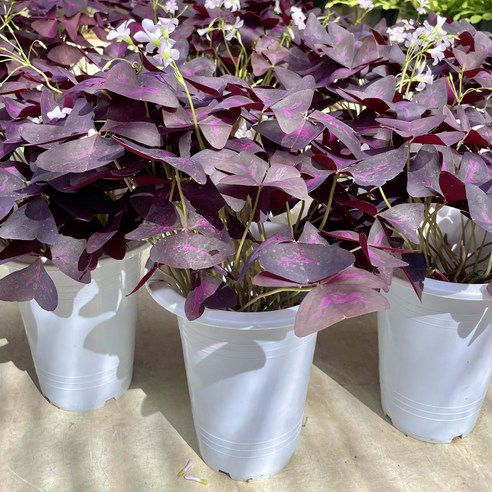 삭막한 일상에 찾아온 작은 행복, 사랑초 키우기 도전! 사랑초