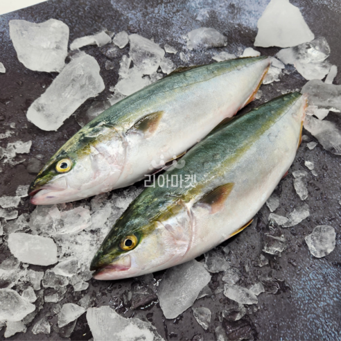자연산 겨울 제철 활대방어, 고품질 손질 필렛과 초장세트 제공