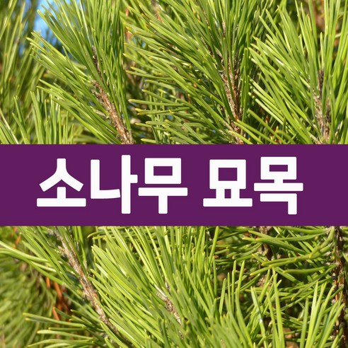 [나무의모든것] 소나무묘목(반송 적송) 판매, 반송(접목1년생), 1개