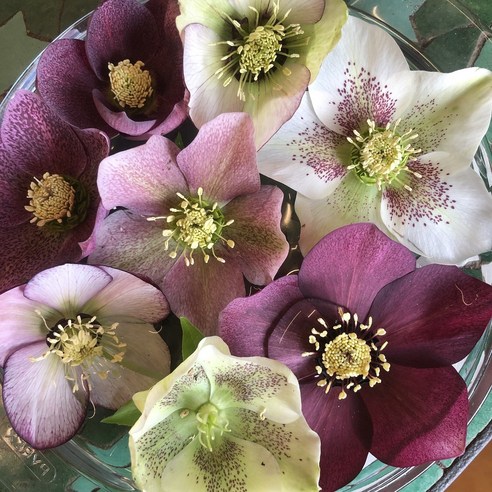 겨울 정원에 생기를 불어넣는 크리스마스로즈 헬레보루스