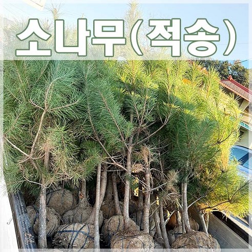 현대조경농원 적송 소나무 묘목으로 당신의 공간에 싱그러움을 더하세요.