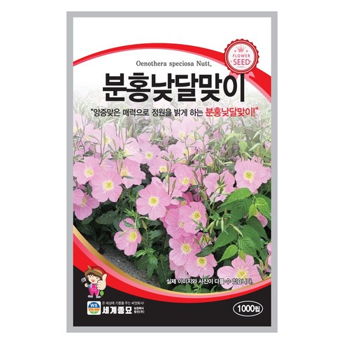 삭막한 일상에 핑크빛 설렘을 더하다: 분홍낮달맞이 꽃씨앗으로 만드는 나만의 작은 정원 낮달맞이꽃