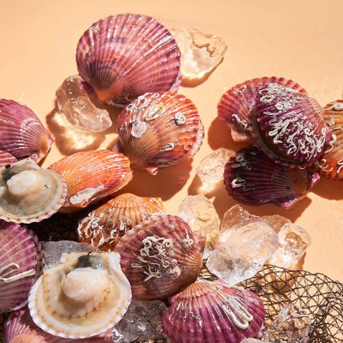 삼삼해물의 신선하고 영양가 있는 홍가리비