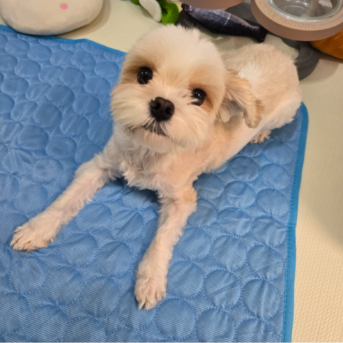 반려동물에게 시원함과 편안함을 선사하는 홈덴 쿨매트