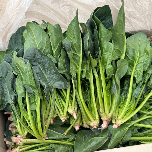 대아프레시 야채 아저씨네 국내산 신선한 잎채소 나물 시금치 300g 500g 1kg 2kg 4kg, 1박스, 500g
