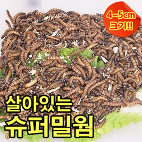 슈퍼밀웜, 1000마리, 1000개