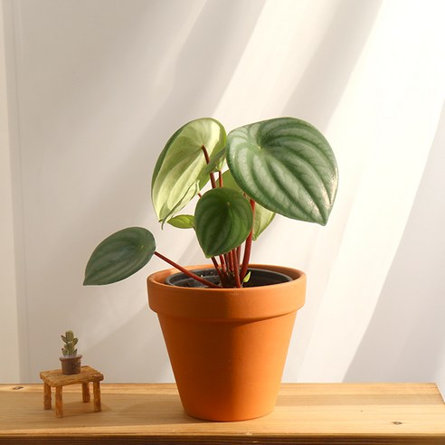 싱그러운 초록빛 행복, 갑조네 수박페페로 공간에 생기를!