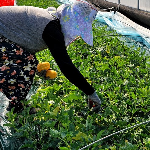 농장 직송 성주 물에 둥둥 꿀참외