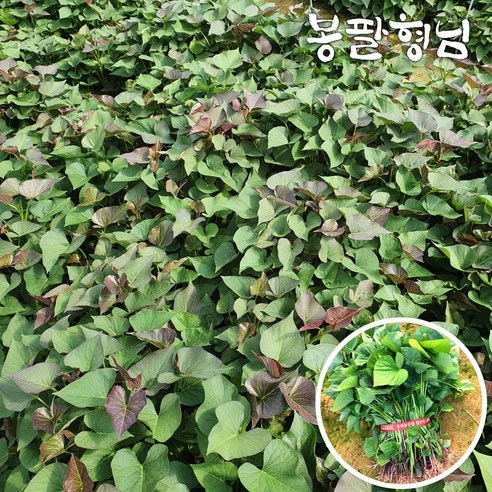 튼튼한 호풍미모종 고구마순으로 텃밭 가꾸기, 달콤한 성공!