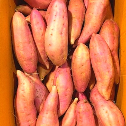 가을의 풍요로움을 담은 달콤한 선물, 당진 호박고구마