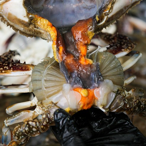 서해의 보석, 태안 신진도 알배기 암꽃게의 풍미를 느껴보세요!