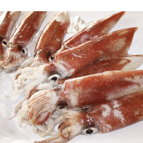 제주 한치 회 생물 한치숙회 한치물회 1kg, 요리용 (손질 후 700g), 대(4미), 1개