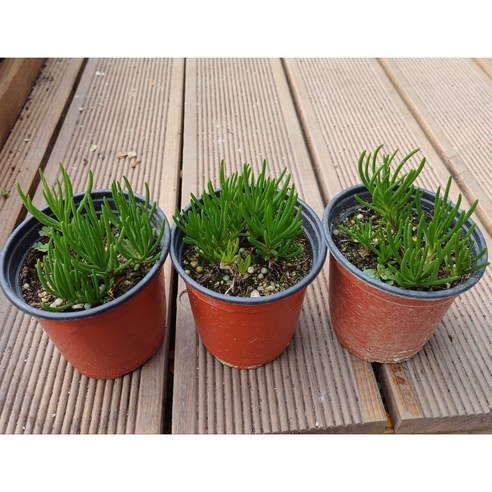 삭막한 일상에 싱그러운 행복을 더하는 초화화