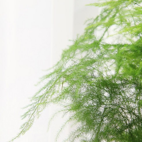 저렴한 가격으로 칙칙한 방에 생기를 불어넣어 줄 아스파라거스 나누스 소품