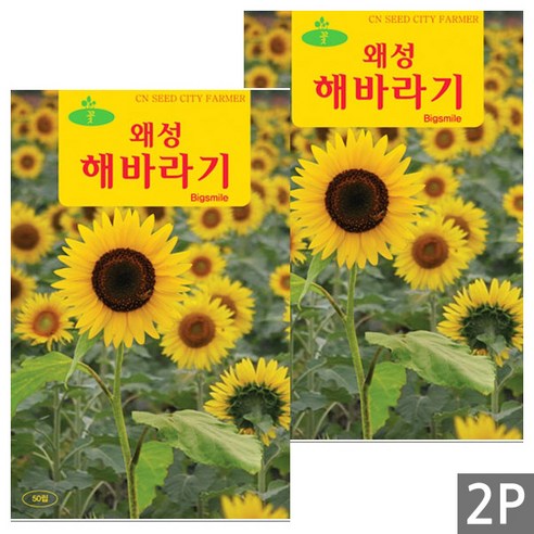 세인화분 키 작은 왜성 해바라기 50립, 2개