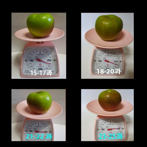 6시 내고향 방영농가 영주 남향농원 햇 아오리 사과 3kg5kg, 1박스, 5kg(20-26) 가정용랜덤