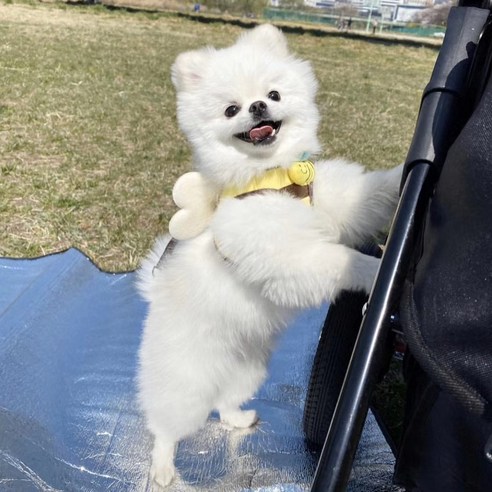 도고 강아지를 위한 귀여운 하네스와 천사 날개