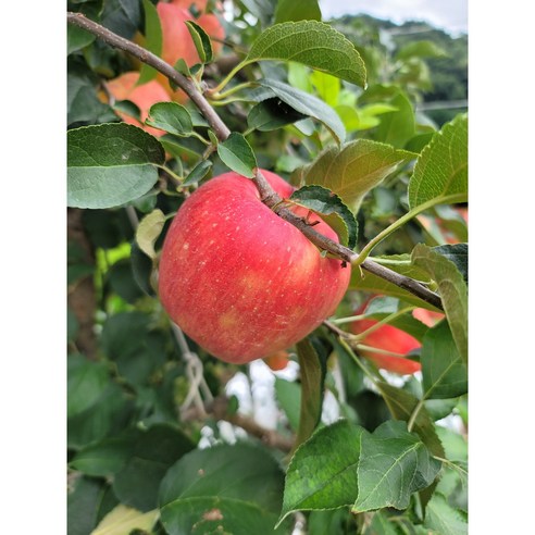 자연의 달콤함을 담은 밀양얼음골사과