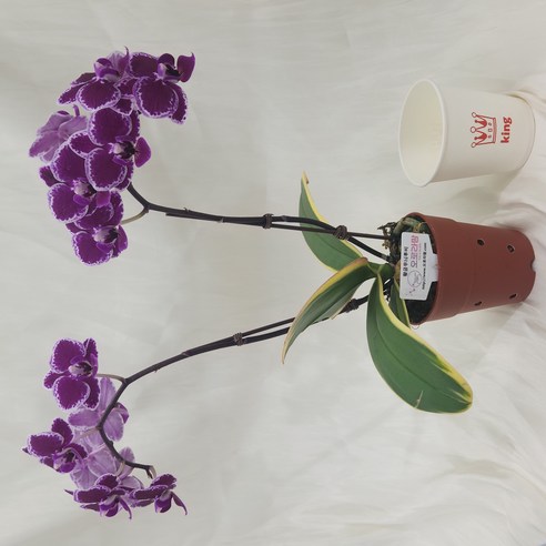 황금빛 행운을 집안에! 초보도 쉽게 키우는 미니 호접란 황금무늬루비