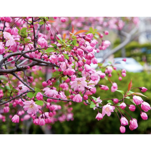 [세레스] 수사해당화: 상묘 정원을 수놓는 우아한 꽃, 가드닝의 새로운 시작 수사해당화묘목