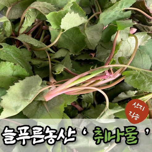 (늘푸른NS) 하동, 1박스, 취나물 500g