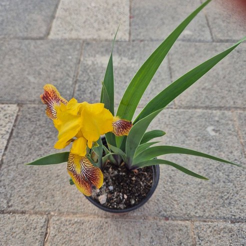 독일붓꽃으로 손쉽게 꿈꾸는 나만의 작은 정원