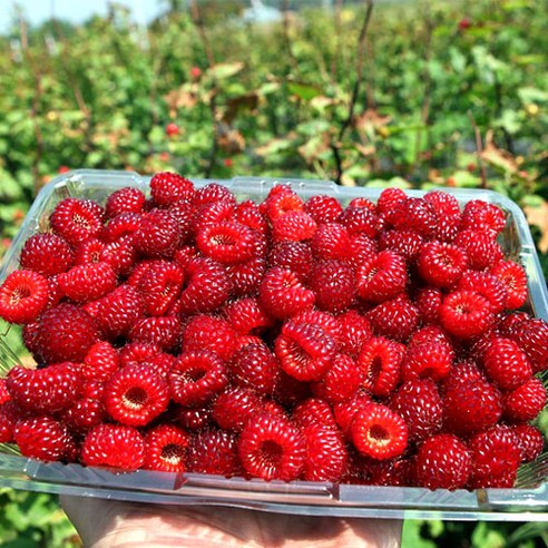 당도선별 딸기, 1개, 1kg 산딸기