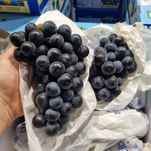 [신선배송] 고당도 프리미엄 캠밸 캠벨포도 특등급, 1개, 2kg