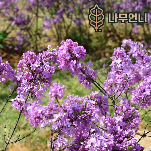삭막한 베란다에 생기를! 팥꽃나무 묘목으로 나만의 작은 정원을 🌱 팥꽃나무
