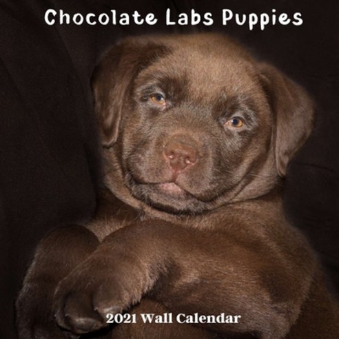 Chocolate Labs Puppies 2021 Wall Calendar: Chocolate Labs 2021 Calendar 18 Months Paperback, Independently Published, English, 9798564694599