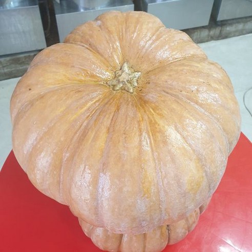 붓기 OUT! 홍열팜 유기농 늙은호박즙으로 V라인과 건강을 동시에!