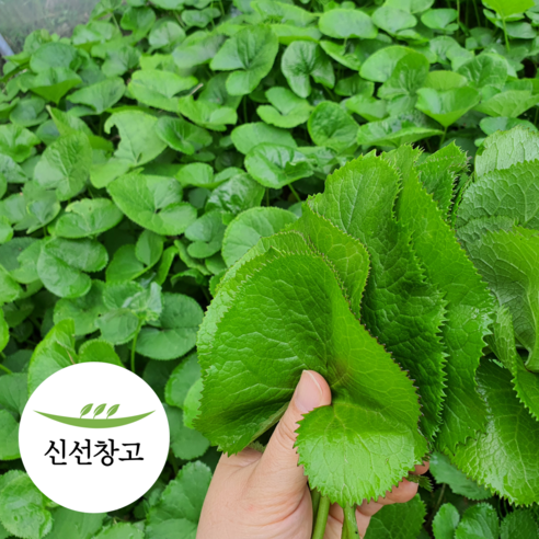 강원도 곰취나물 1kg 횡성 홍천 곰취 고랭지 재배 산지직송, 1개