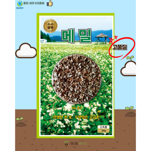 메밀 씨앗 (30g) 메밀꽃 종묘 종자 씨, 1개