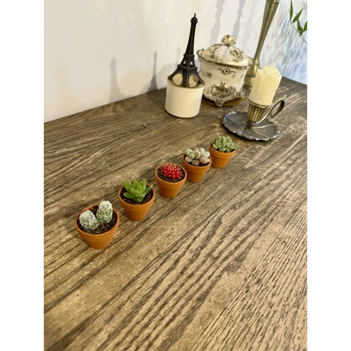 작은 크기에도 독특한 매력을 가진 초미니다육 식물 독일토분