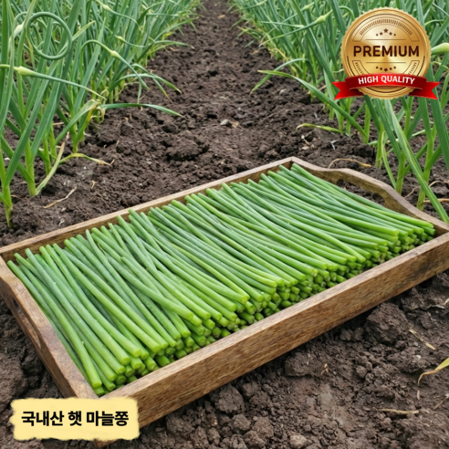[특상품] 2026 첫 출하 햇 남해 마늘쫑 100% 국내산 아삭아삭 알싸한 마늘쫑